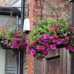Hanging Baskets on Kenley Parade