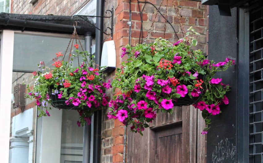 Hanging Baskets Kenley Parade