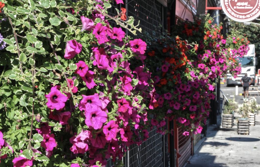 Hanging baskets Kenley Parade
